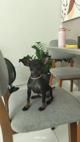 Pinscher 0