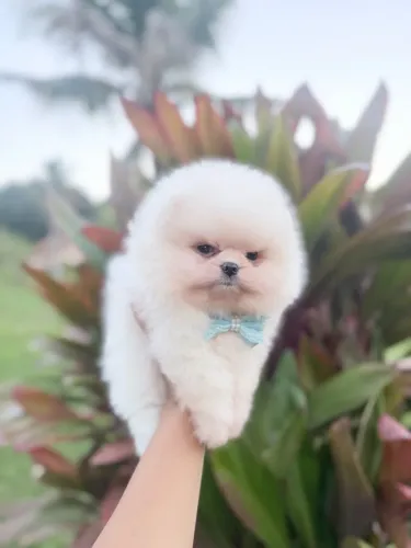 Lulu da pomerania microchipados
