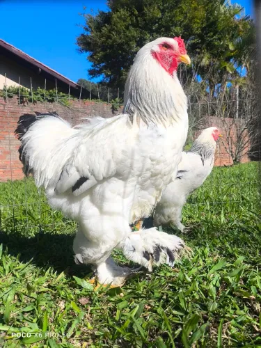 Galo Brahma light