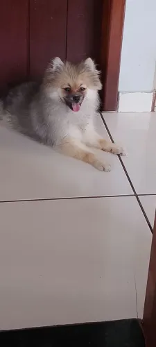 VENDO SPITZ ALEMÃO