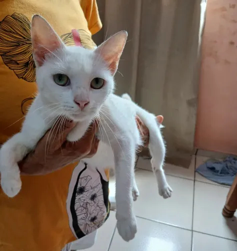 Doação de gata 