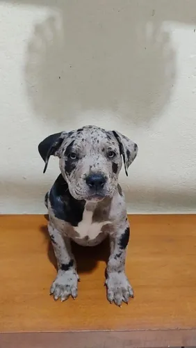 Filhote macho Merle 