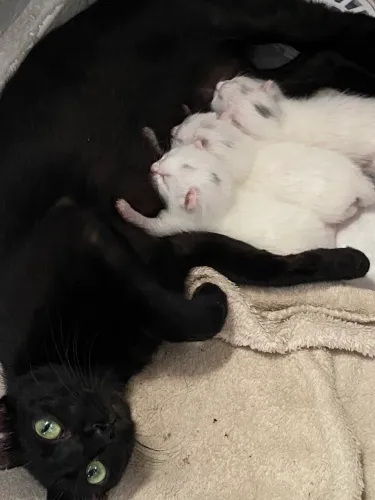 Doação de gatinhos