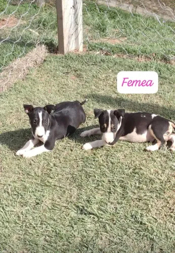 Lindos Filhotes Bull Terrier ?