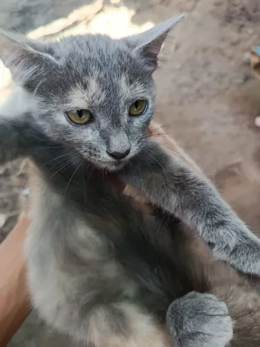 Duas lindas gatinhas disponíveis