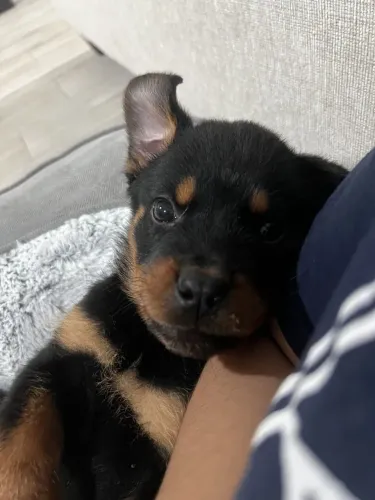 Rottweiler Cachorrinho que merece uma segunda olhada