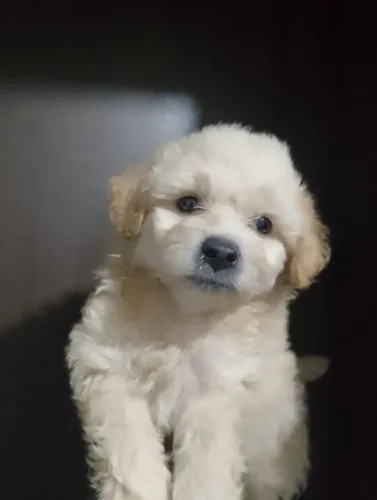 Vendo filhote de poodleToy macho 42 dia de nascido lindo e fofo super fofo 