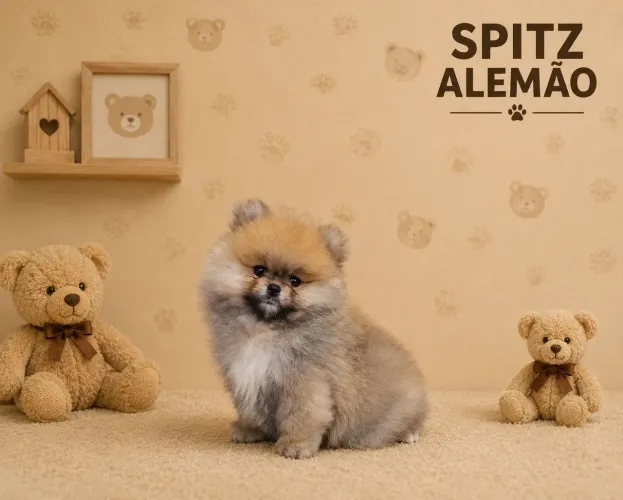 SPITZ ALEMÃO  - LULU DA POMERÂNIA  - LINDOS FILHOTES