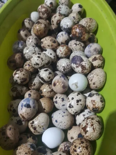 Ovos de codornas para consumo