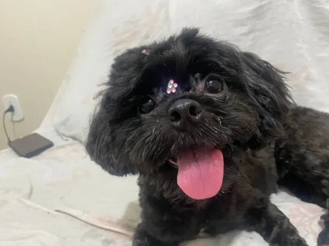 Vendo essa cadelinha 1500