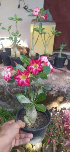 30 reais Rosa do deserto 