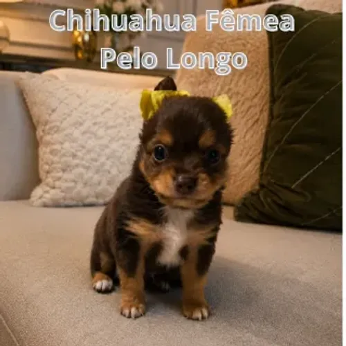 Chihuahua Fêmea Chocolate Pelo longo