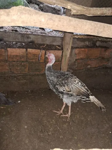 Vendo
