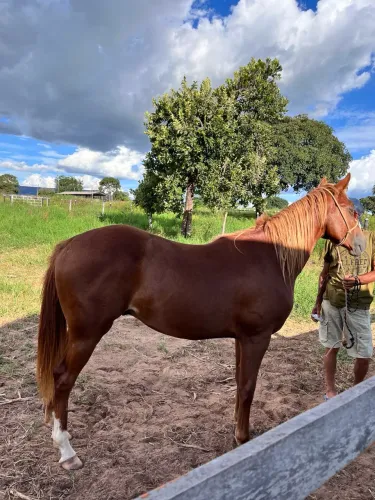 Cavalo