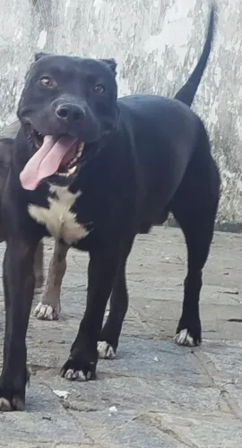 Pitbull apenas fêmeas disponível