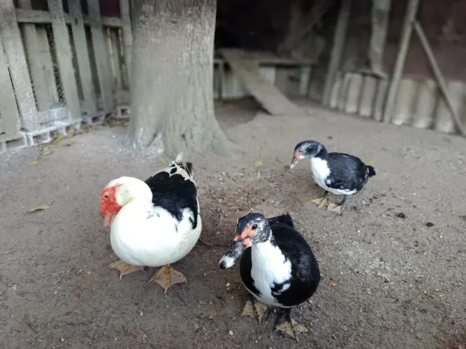 2 Patas / 1 Pato