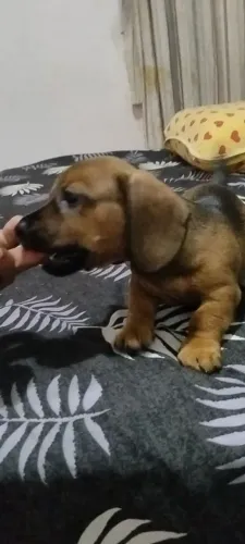 Filhote Dacshund Salshisha