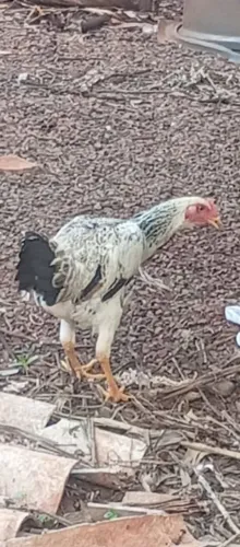 Galinhas 100. Poedeira   e frangas 60