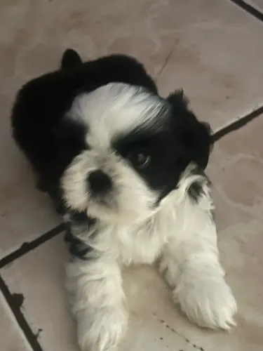 Filhote de shih-tzu