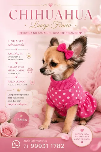     Chihuahua Fêmea de Pelo Longo - Linda e Delicada