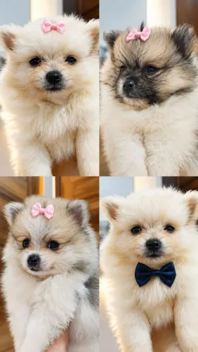 Lulu da Pomerânia fêmea e macho. Itabuna Bahia