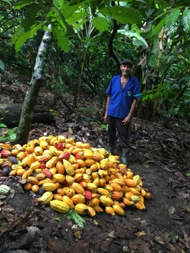 Fazenda de Cacau em Ilhèus - 54ha -500@ - R$13.000/ha - Água abundante.