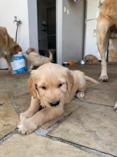 Pets - Filhotinho de Golden Retriever 
