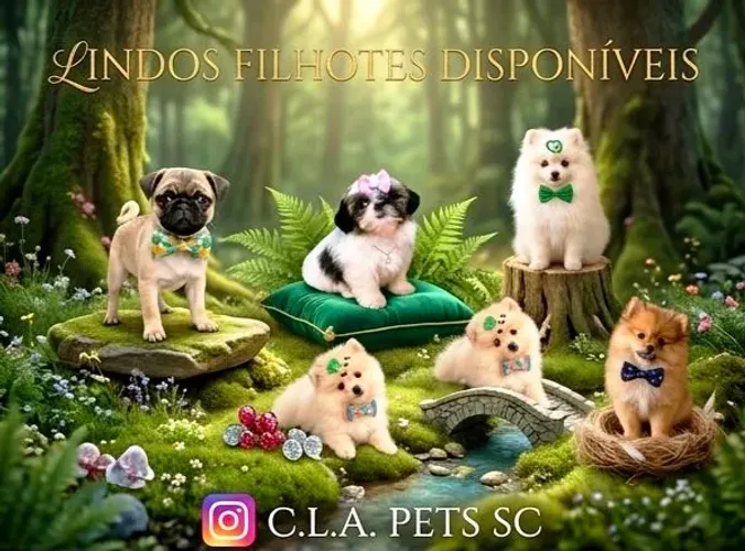 Filhotes Lulu da Pomerânia, Pug e Shih Tzu 