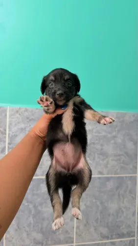 Cachorrinha fêmea para doação