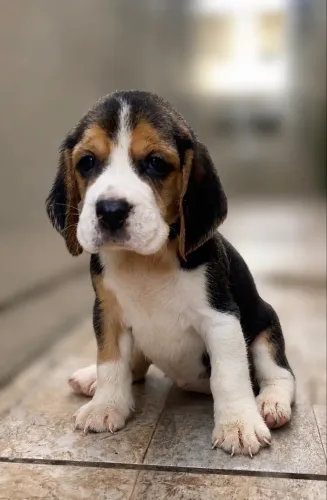 Lindíssima fêmea de Beagle
