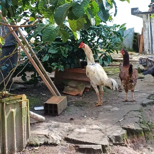 Galo indio barbudo mura 