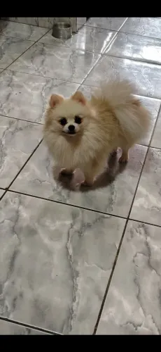 Spitz alemão 