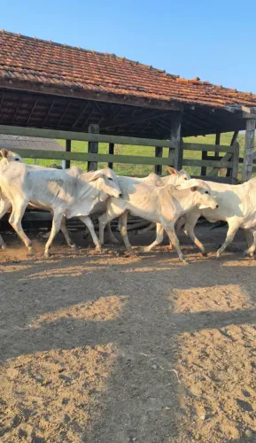 Bezerras