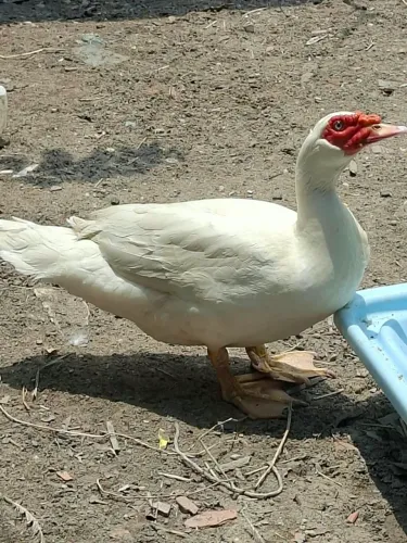 estou vendendo Patos são 3 dois macho e uma fêmea vendo separado também
