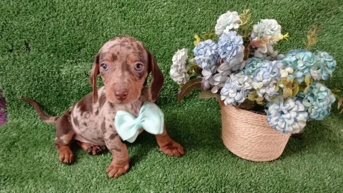Dachshund mini filhotes com garantias ! 