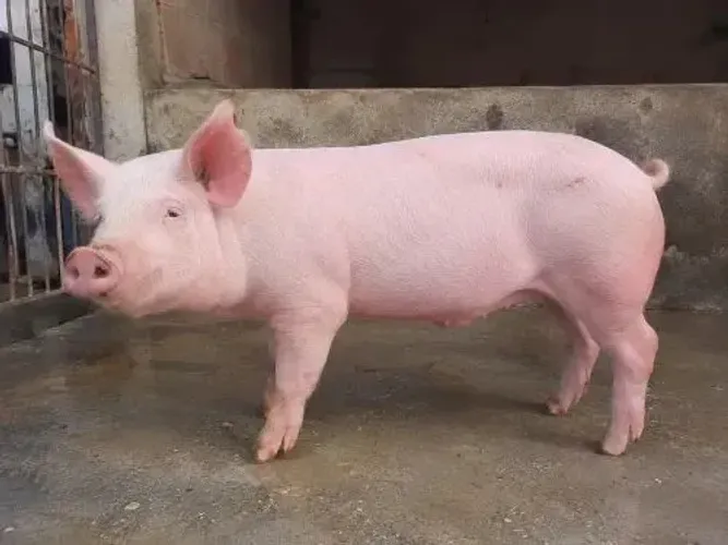 Doação de porco