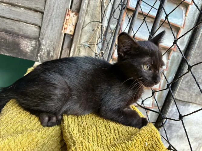 gatinho filhote castração garantida
