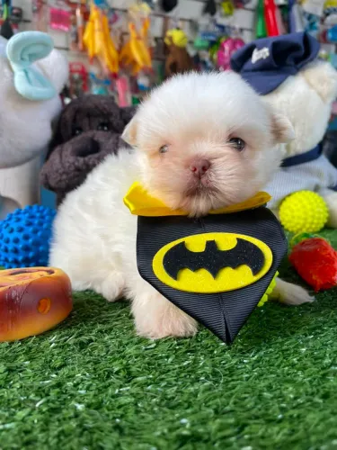 Filhote de shihtzu machinho olhos verdes