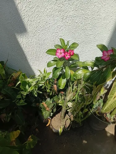 Rosa do deserto