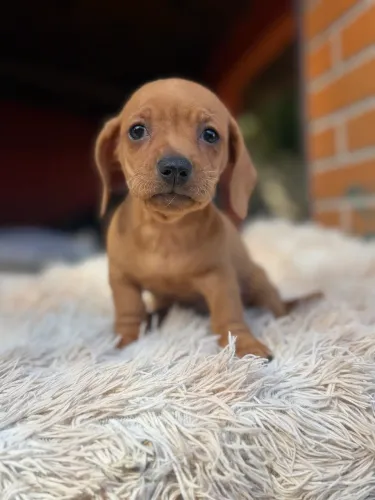 Dachshund macho promocional 