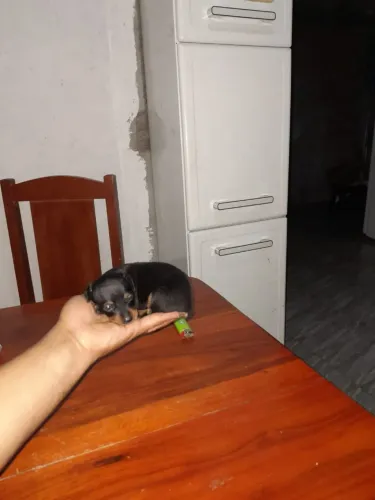 Cachorro