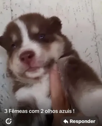 Husky siberiano romantico 