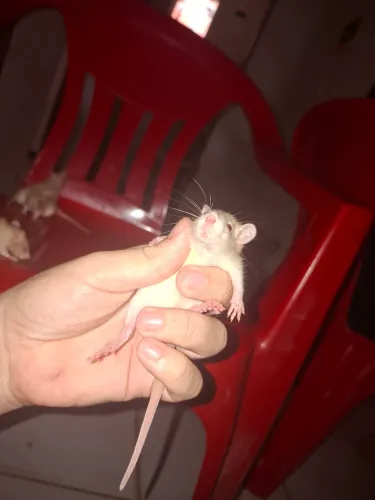 Roedores disponível especi rato Twitter