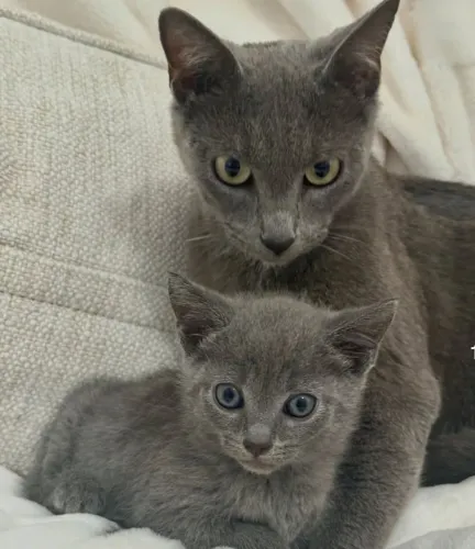 Filhotes de russian Blue cinza