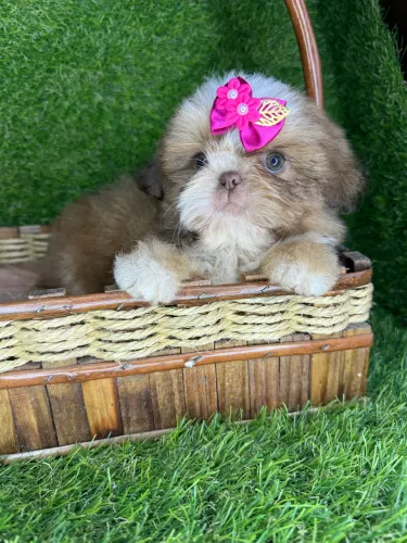 Shih tzu mini