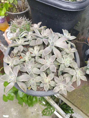 cuia de suculenta 