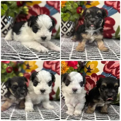 peludinhos e otimos para toda a familia