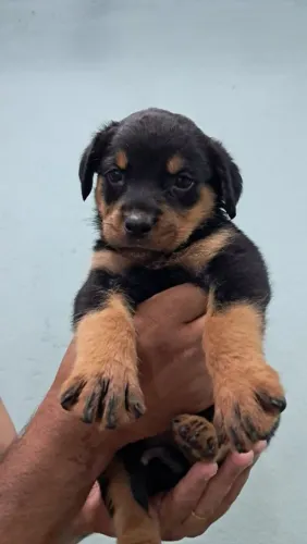 Rottweiler Gigantes