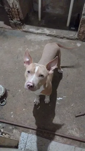 Estou querendo dor um cachorro 