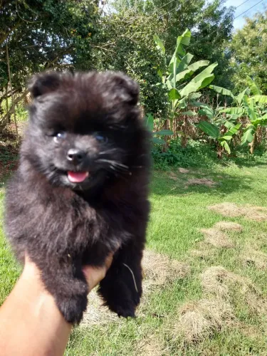 Spitz Alemão Anão 